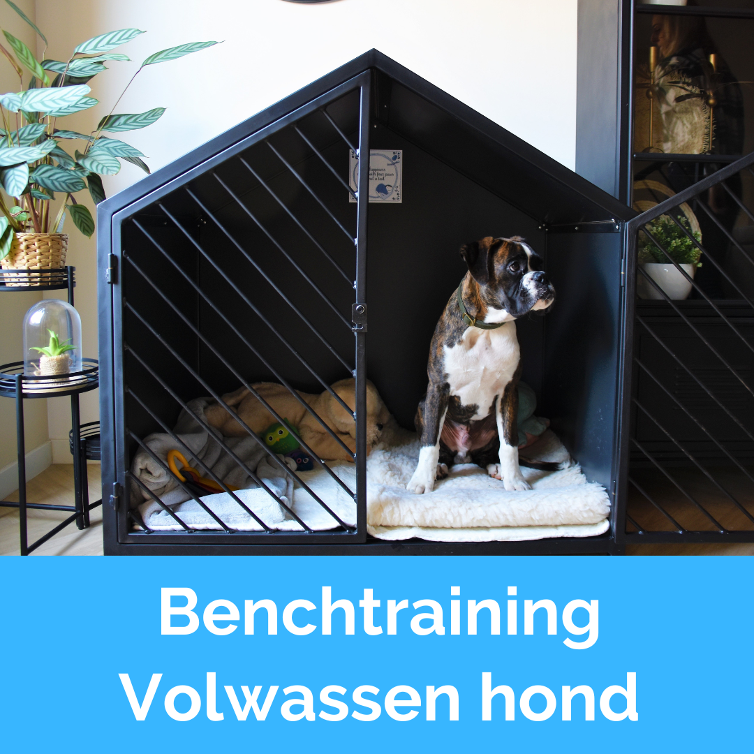 Benchtraining Volwassen hond