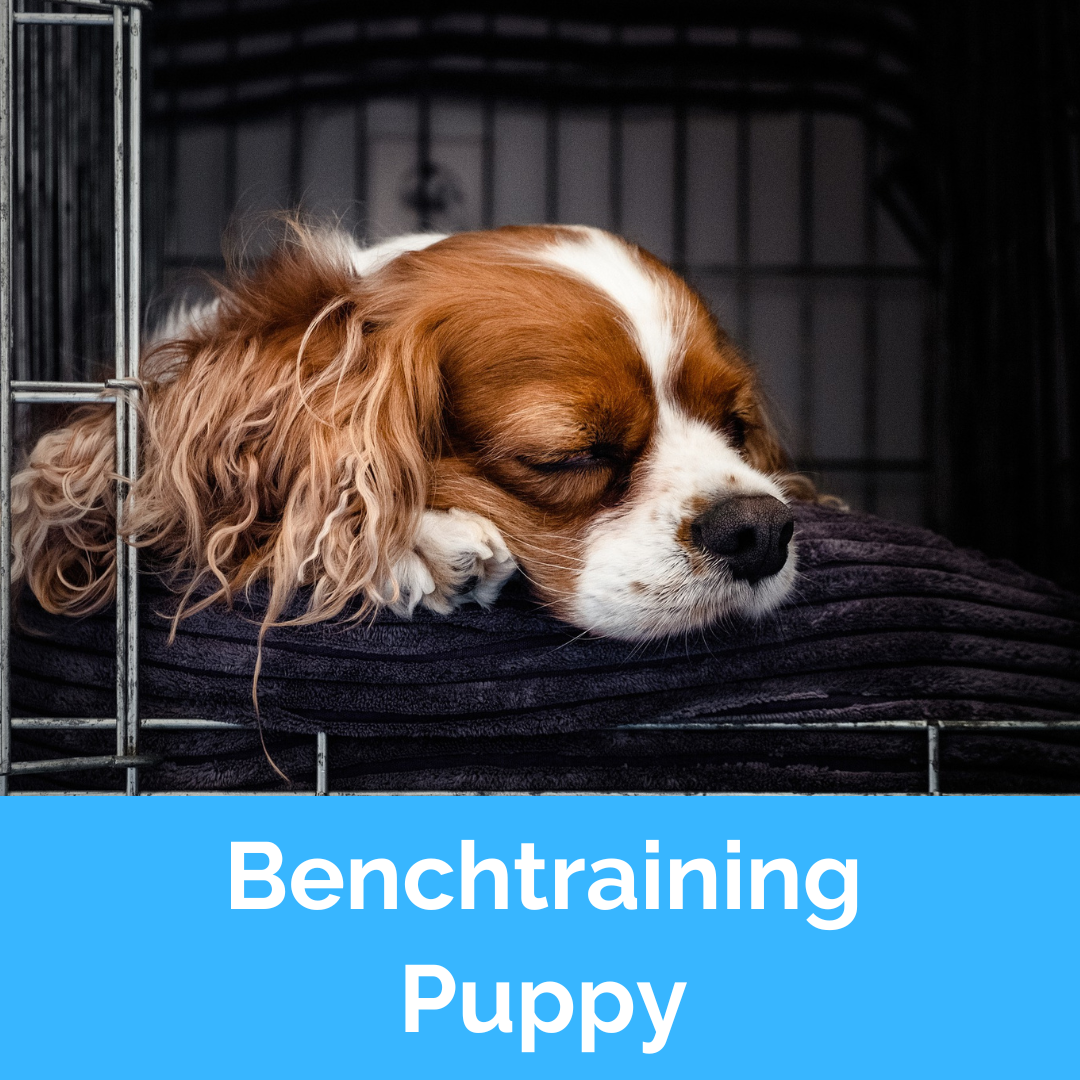 Benchtraining puppy